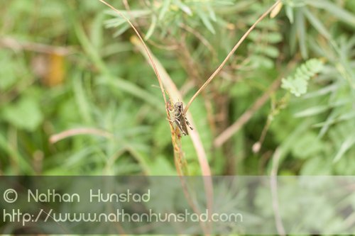 Grasshopper_2008-09-27_IMG_2136